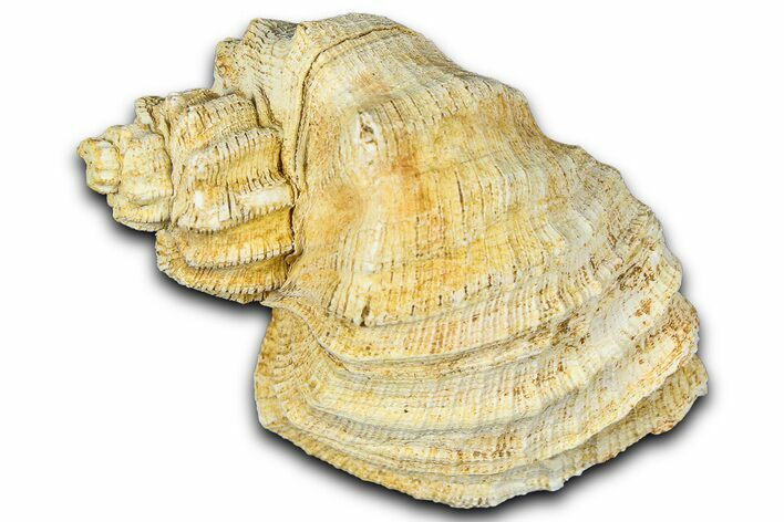 Miocene Fossil Nutmeg Snail (Trigonostoma) Shell - France #365484